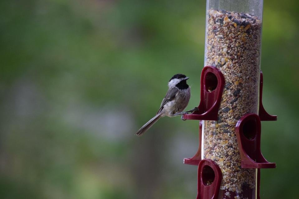 A chickadee feeding at a tube bird feeder.