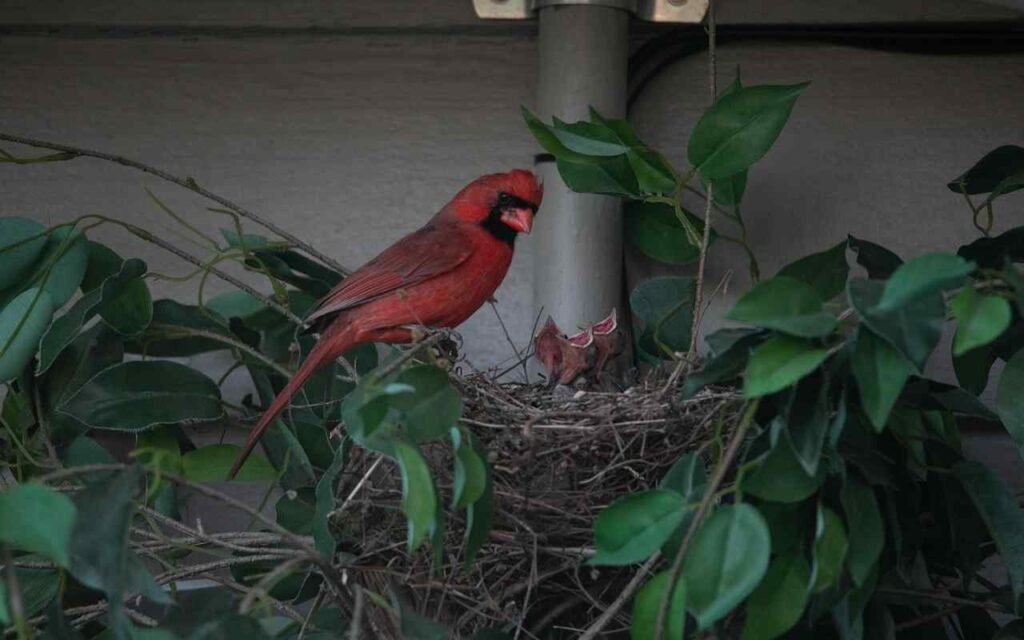 A Northern Cardinal male feeding its hatchlings.