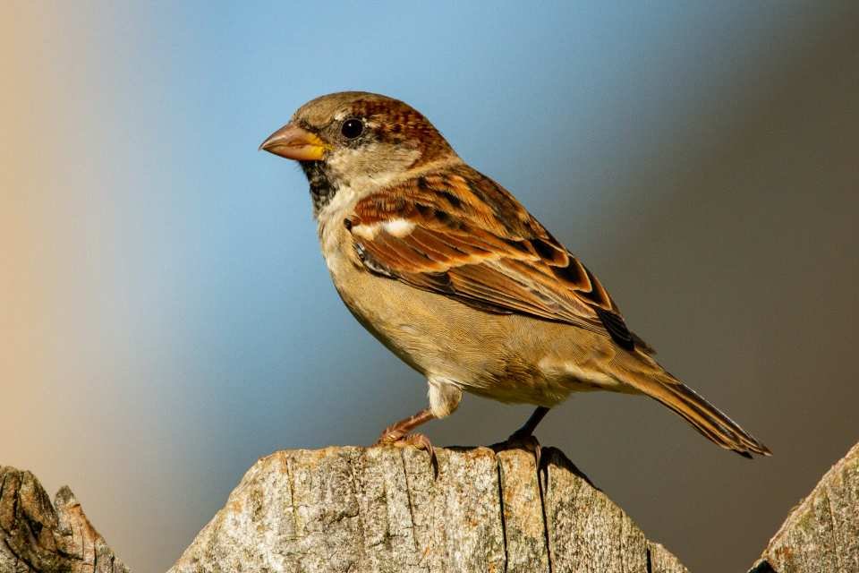 A male House Sparrow perched on a backyard fence.