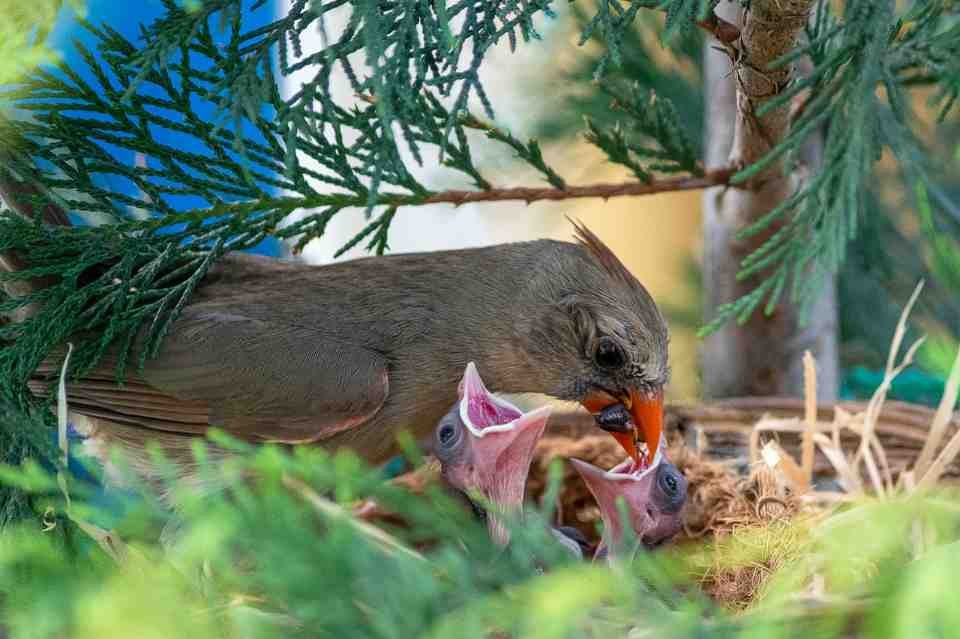 A female cardinal feeding its hatchlings.