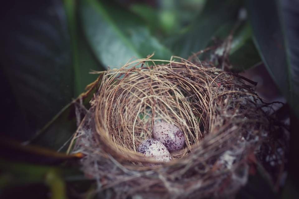 A cardinal’s nest with eggs tucked within the branches of a tree.