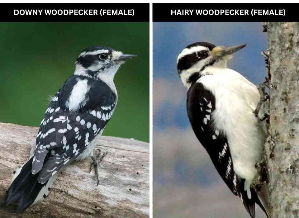 A close-up photo of female downy and hairy woodpeckers.