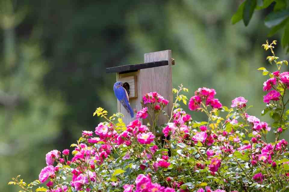 Male Eastern Bluebird perched at a wooden nest box, surrounded by blooming pink roses