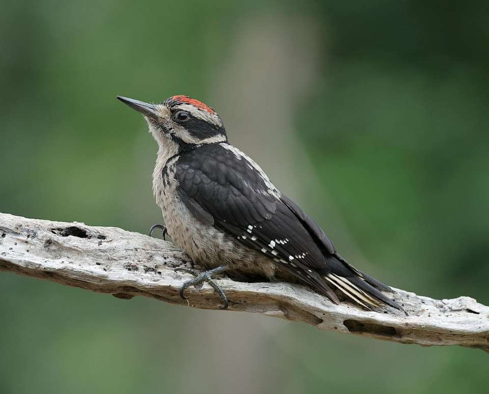 A Hairy Woodpecker perched on a tree branch.