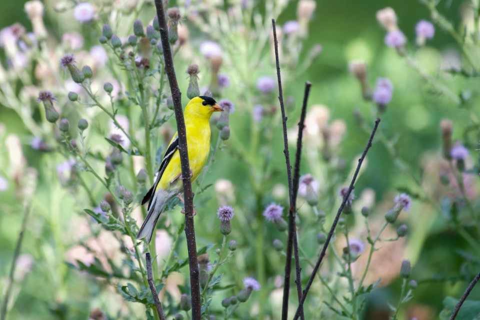 Male American Goldfinch perched on a plant twig in daylight