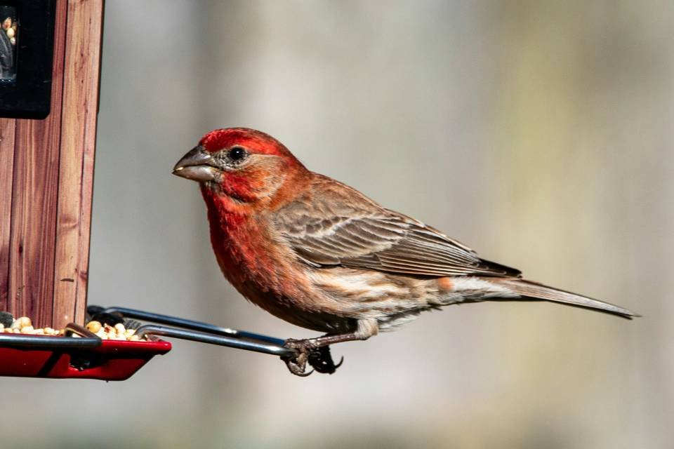 A male house finch at a backyard bird feeder.