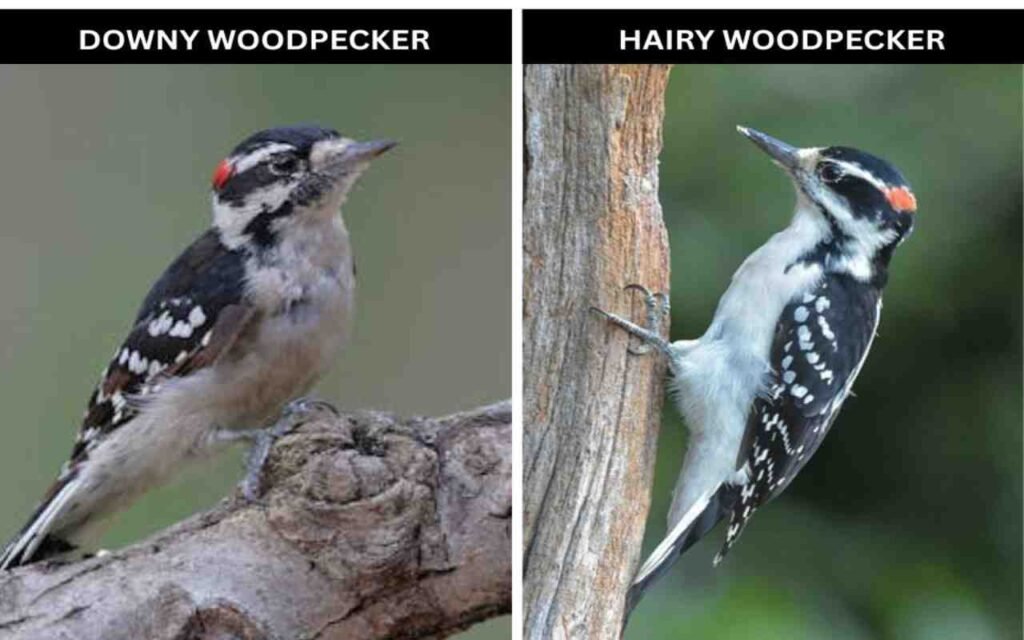 A side-by-side comparison of a downy and hairy woodpecker.