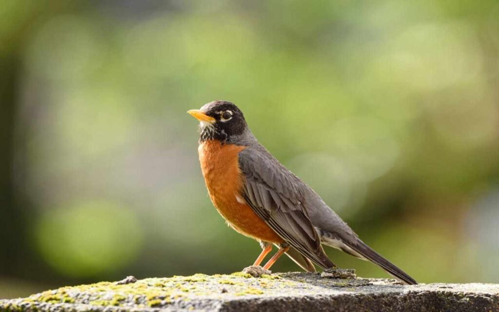 An American Robin perched on a large rock.