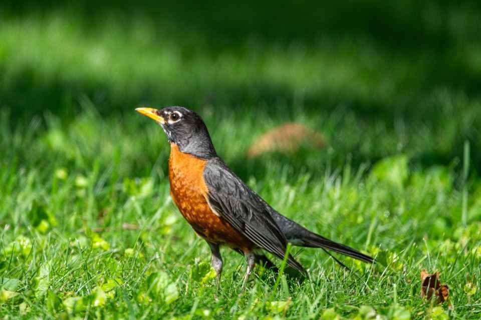 An American Robin foraging on the grass for worms.