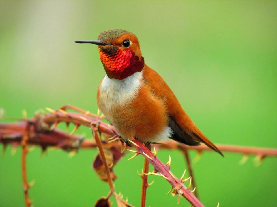 A Rufous Hummingbird perched on a plant.