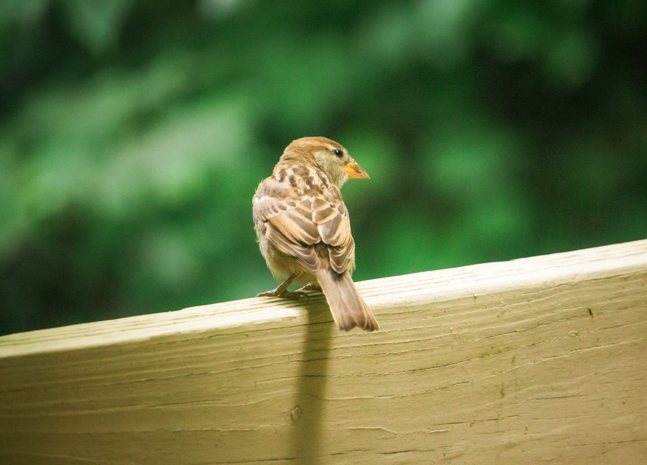 sparrow-perched-on-wooden-railing-in-nature-33340965