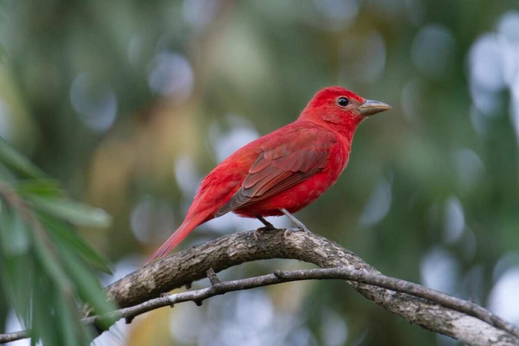 A Summer Tanager perched in a backyard tree.