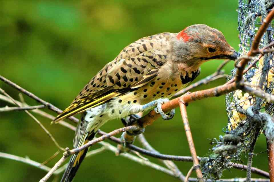 A Yellow-shafted Flicker enjoying some suet from a backyard feeder.