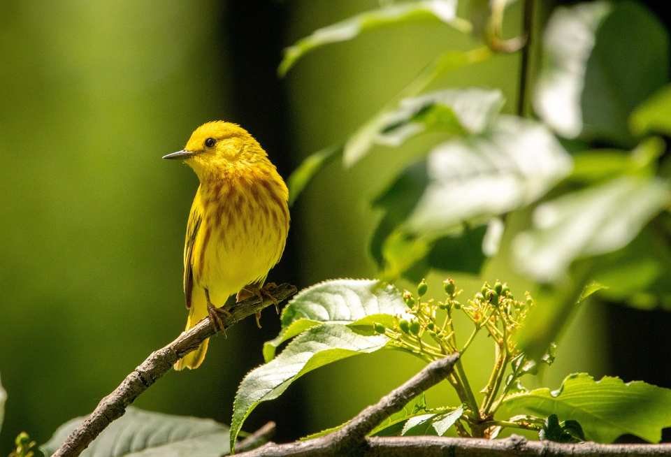A Yellow-Warbler perched in a tree during spring.