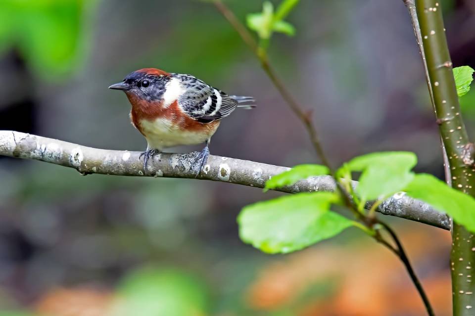 A Bay-breasted Warbler perched in a tree.
