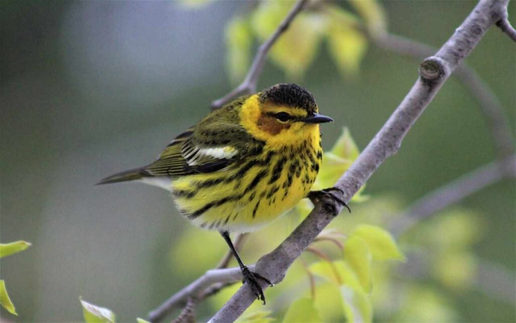 A Cape May Warbler perched in a tree.
