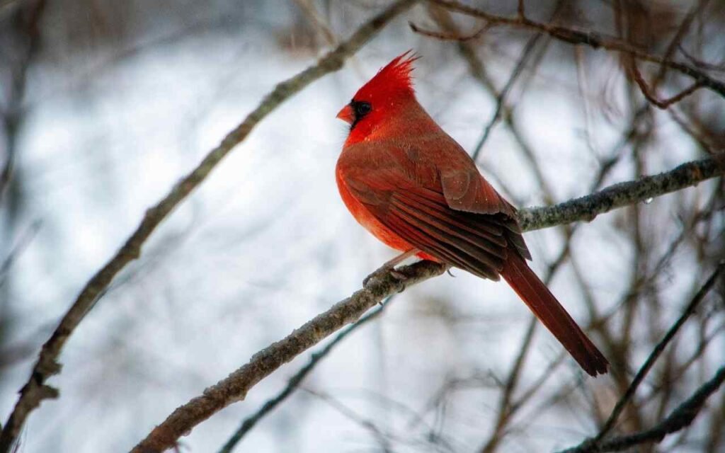 A male Northern Cardinal perched on a leafless backyard tree branch in winter.