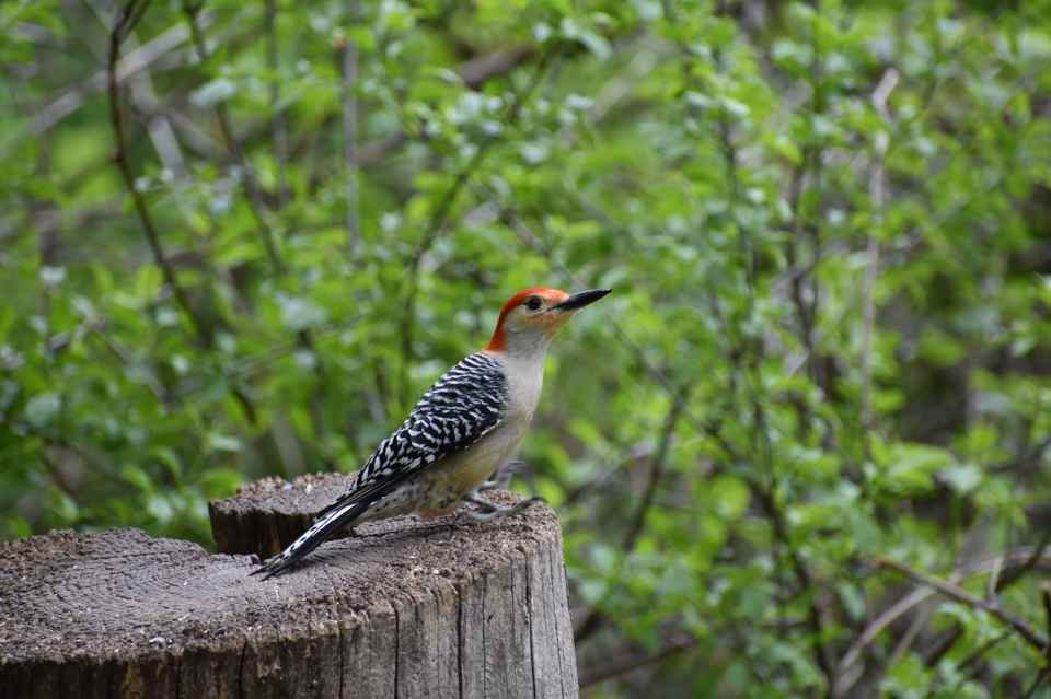 A Red-bellied Woodpecker perched on a backyard tree stump.