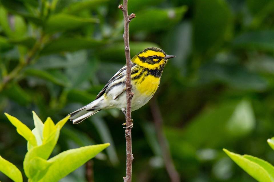 A Townsend's Warbler perched in a tree.