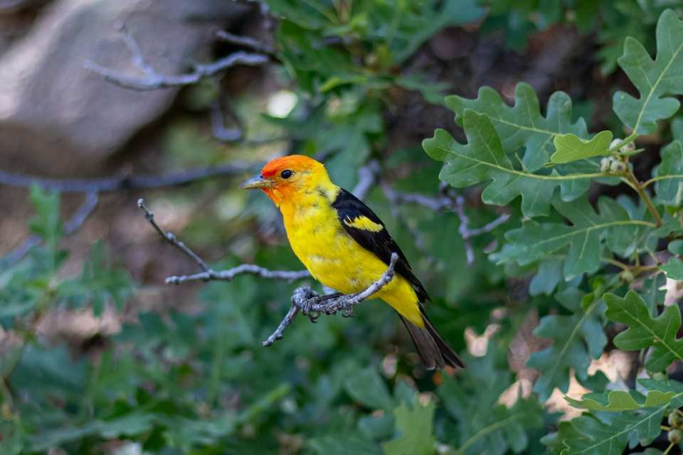 A Western Tanager perched in a backyard tree.