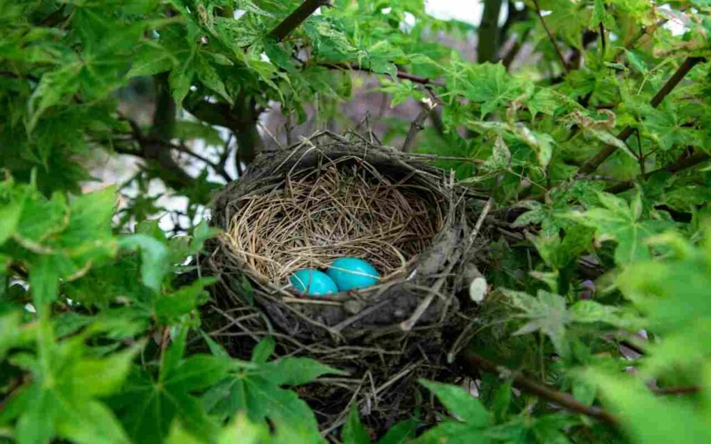 American Robin nest in a tree with two blue eggs