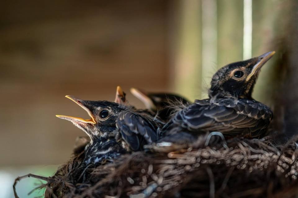 A close-up of an American Robin nest with nestlings in it.