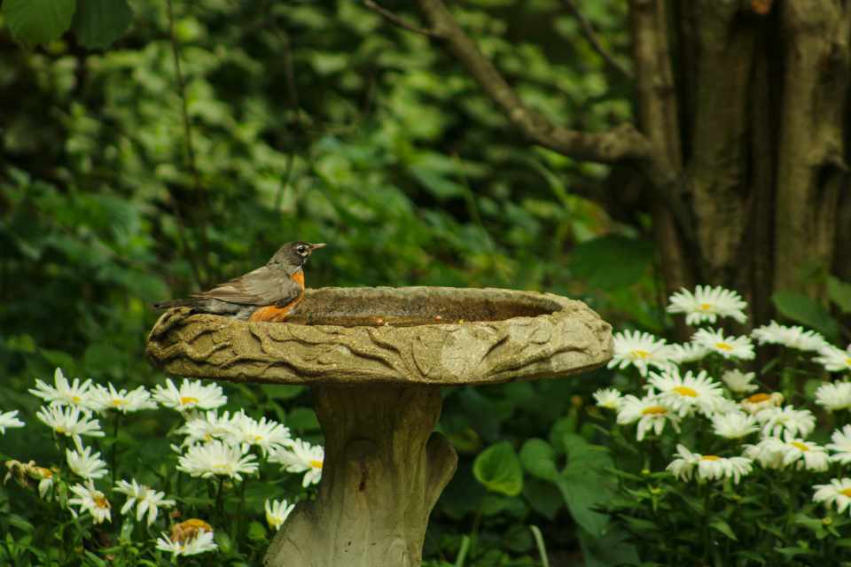 An American Robin using a stone bird bath placed in the shade of a garden to stay cool during summer heat.