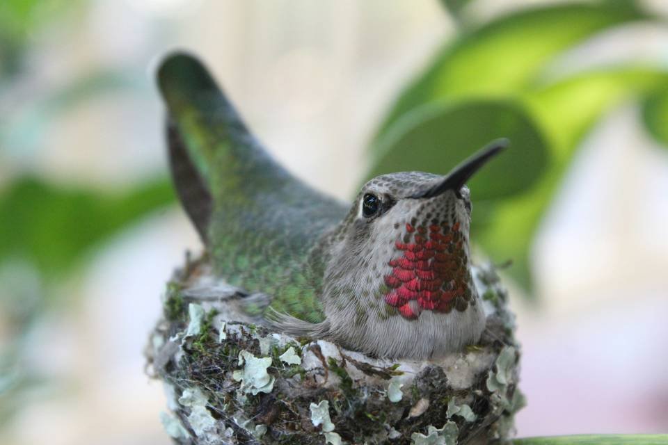 A female Anna's Hummingbird sitting in its nest.