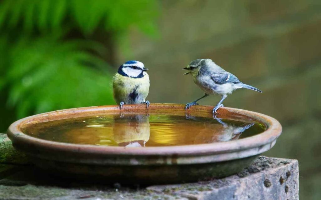 A couple of small birds perched on the edge of a bird bath.