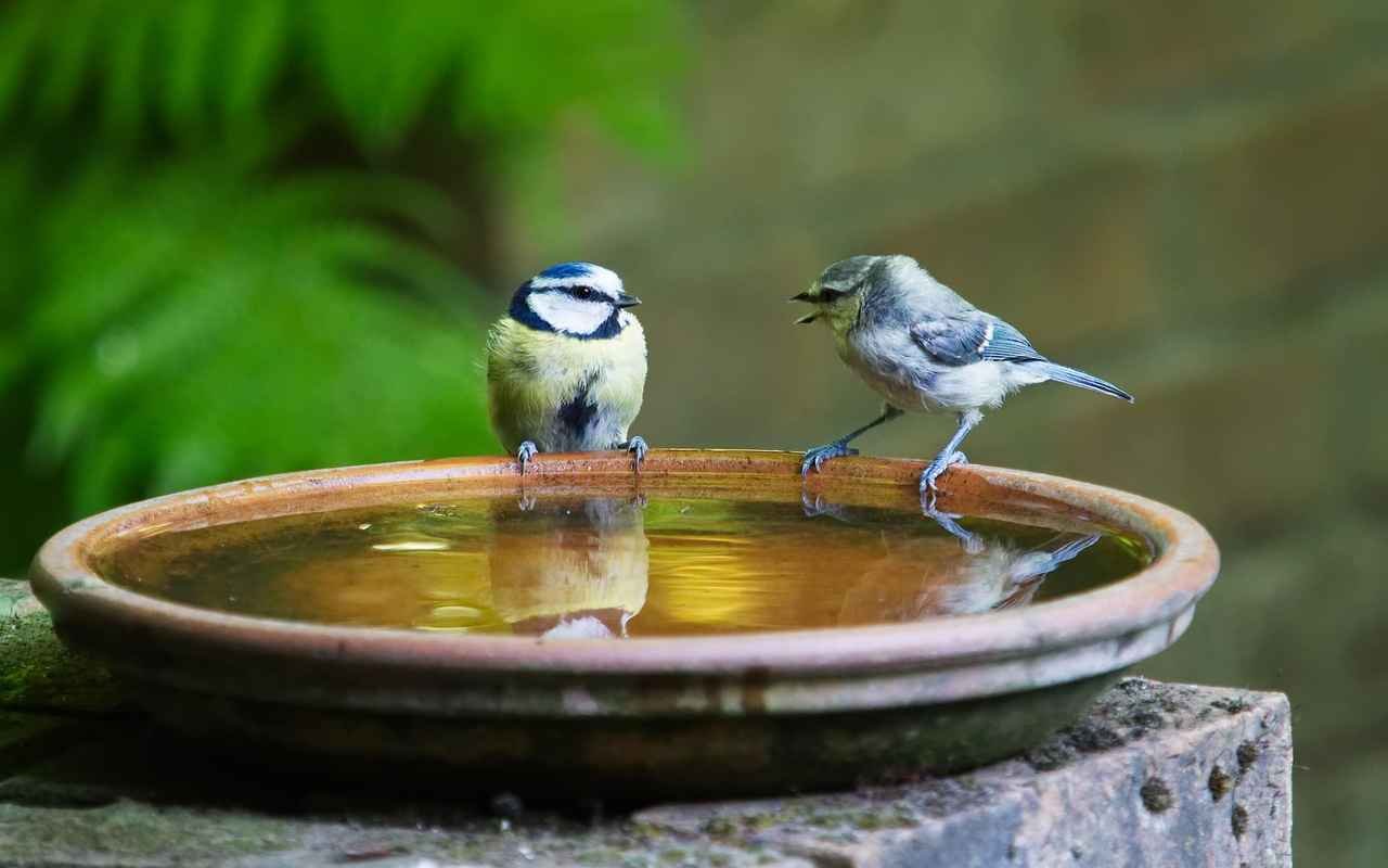 A couple of small birds perched on the edge of a bird bath.
