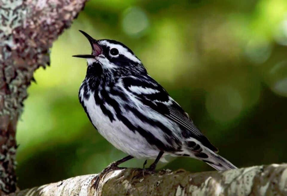 A striking black-and-white striped Black-and-white Warbler perches with its beak wide open on a mossy tree limb next to rough tree bark.