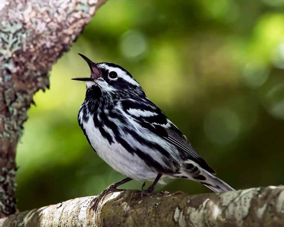 A Black and White Warbler perched in a tree.