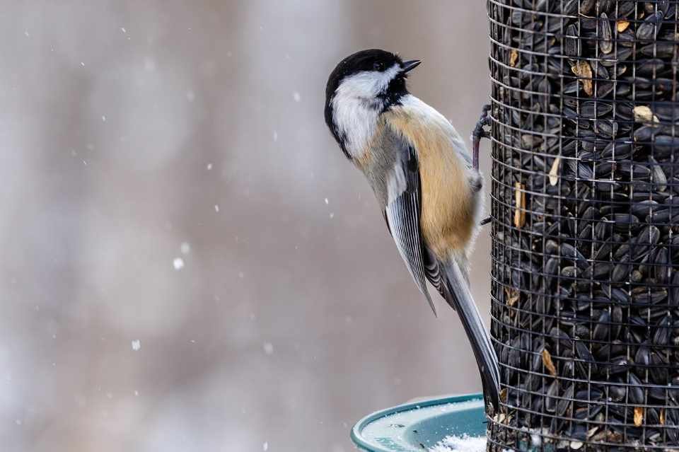 A Black-capped Chickadee enjoying black-oil sunflower seeds at a bird feeder in winter.
