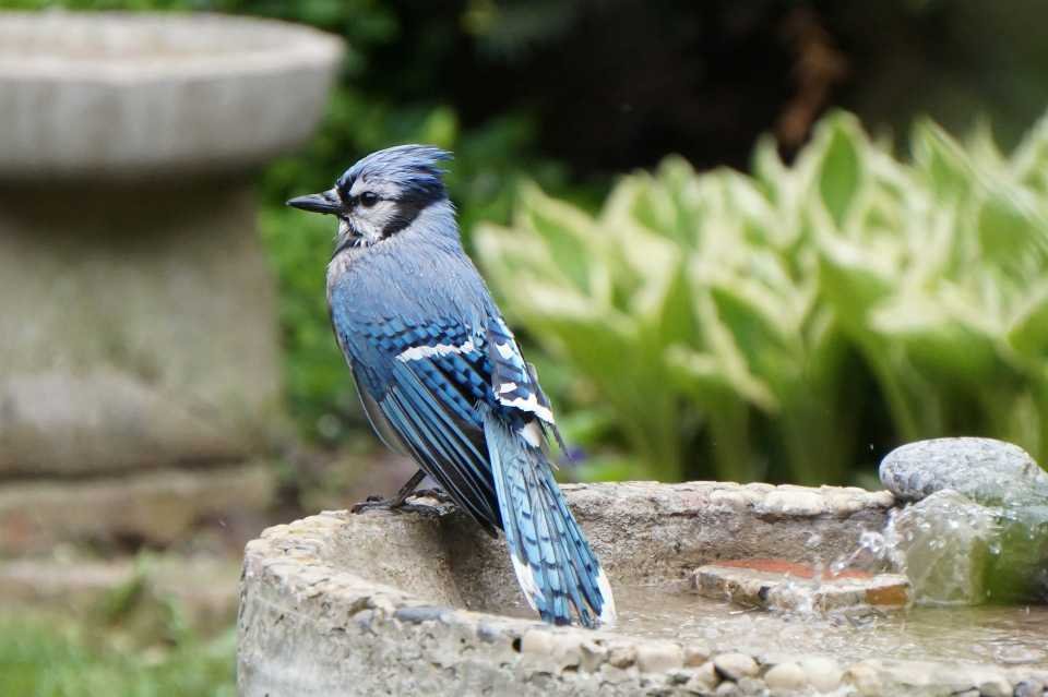 A Blue Jay at a bird bath with moving water.
