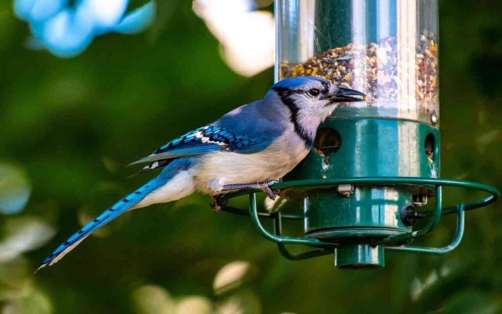 Blue jay feeding at a bird feeder.