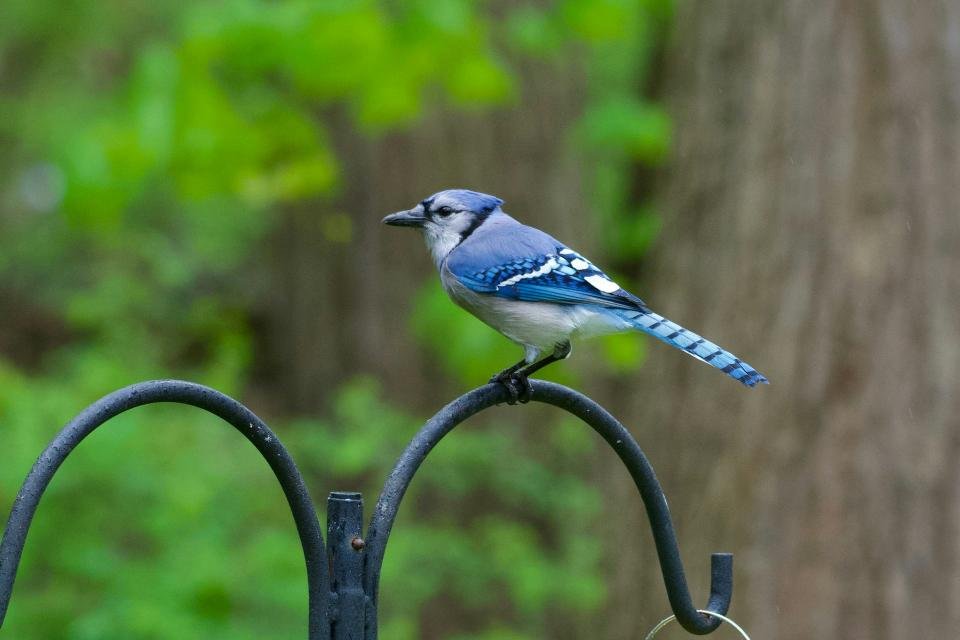Blue jay perched on a backyard shepherd's hook near bird feeders.