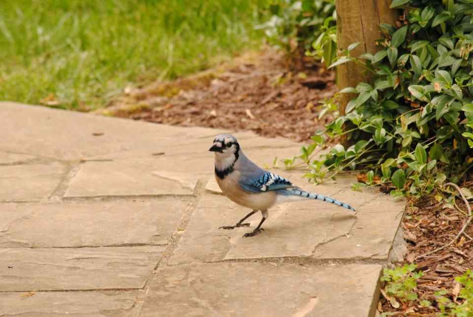 A Blue Jay foraging for food on a backyard patio.