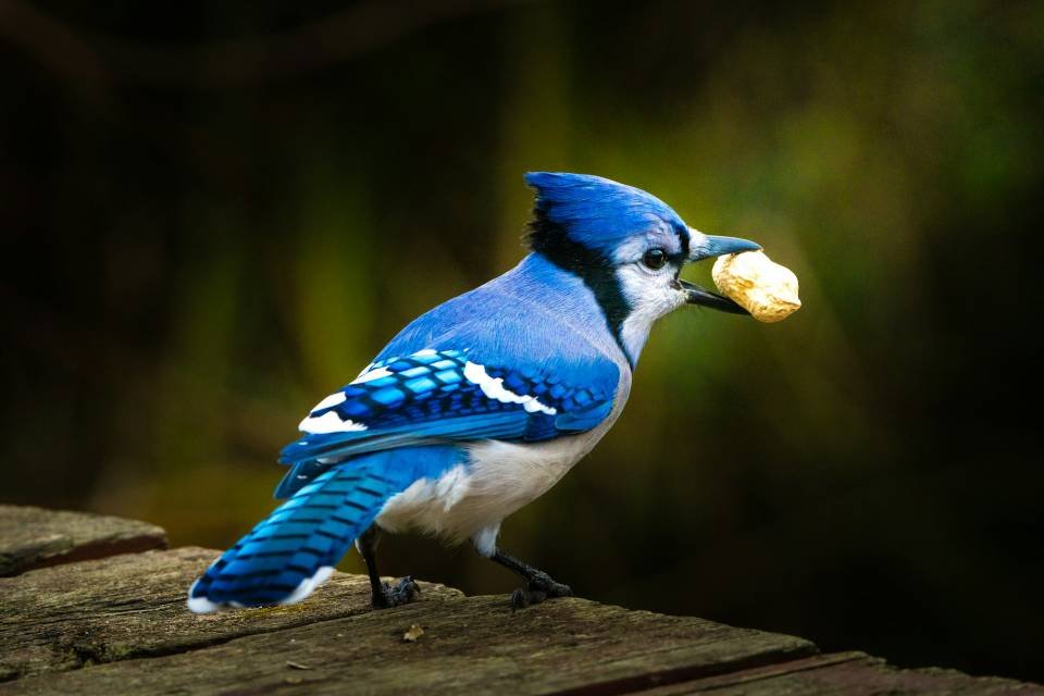 A Blue Jay with a peanut in its mouth.