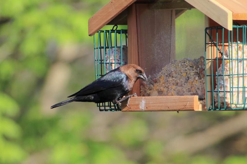 A Brown-headed Cowbird eating seeds from a backyard bird feeder in summer.