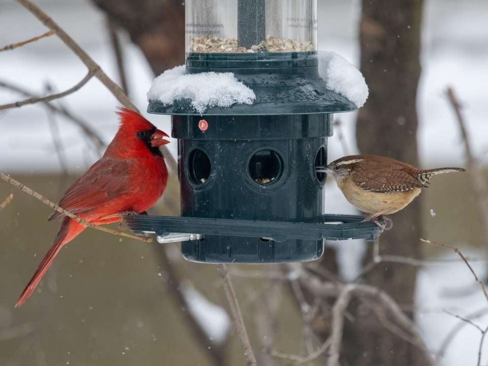 A Northern Cardinal and a Carolina Wren feeding at a bird feeder in winter.