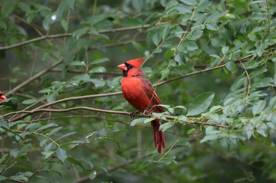 A Northern Cardinal perched in a backyard tree in summer.