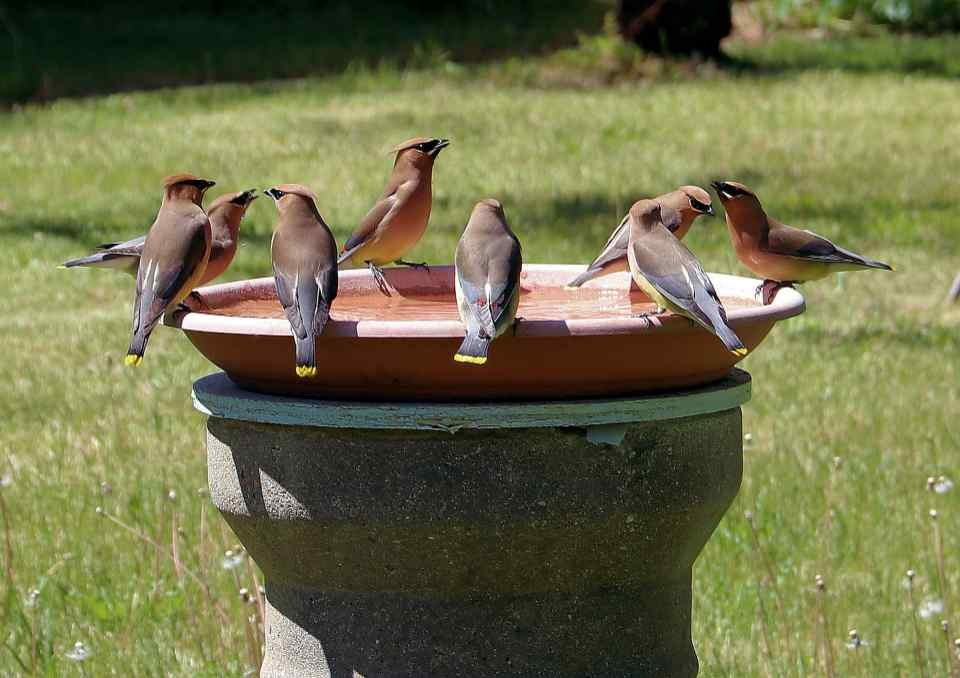 A group of Cedar Waxwings cooling off at a backyard bird bath.
