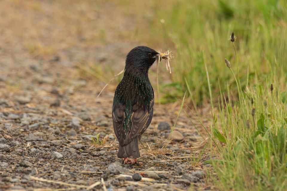 European Starling gathering nest-building materials in a backyard