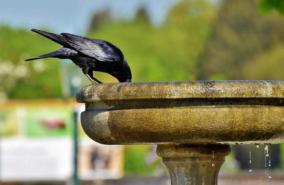 A crow drinking water from a bird bath on a hot summer day.