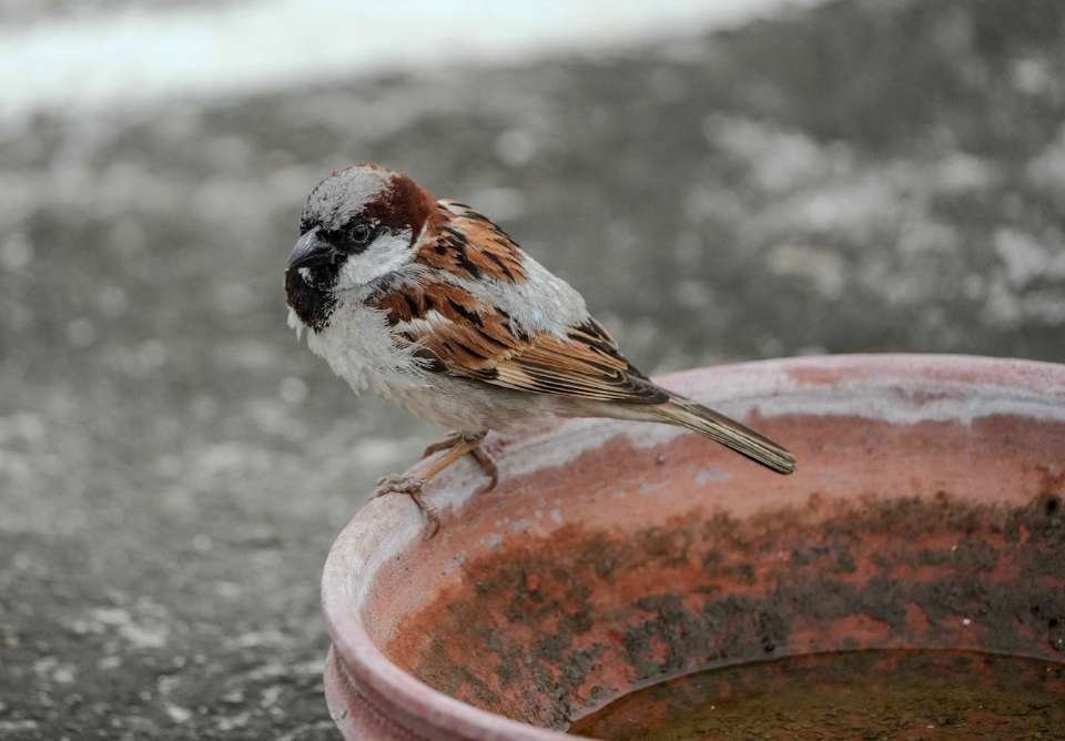 A House Sparrow perched on the edge of a dirty bird bath.