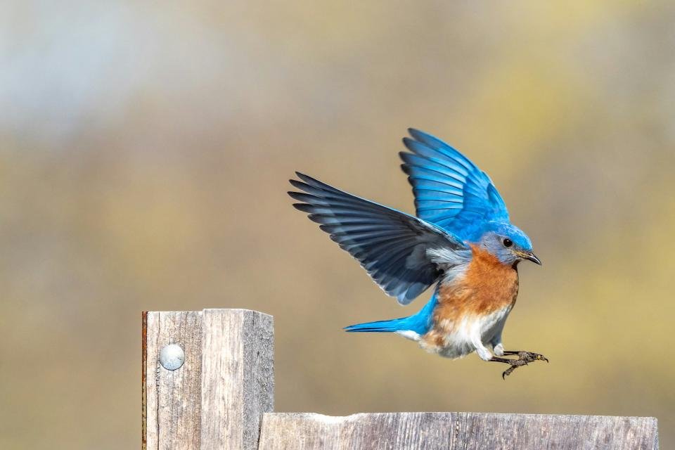An Eastern Bluebird making a landing.