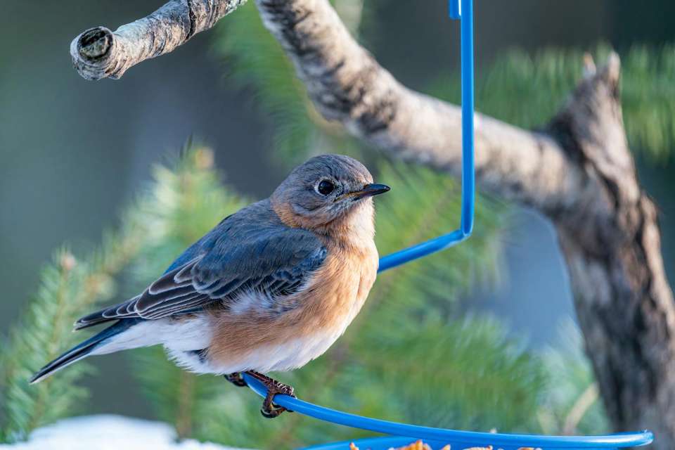 A female Eastern Bluebird perched on a blue metal feeder filled with mealworms, illustrating a supplemental moisture source for wild birds.