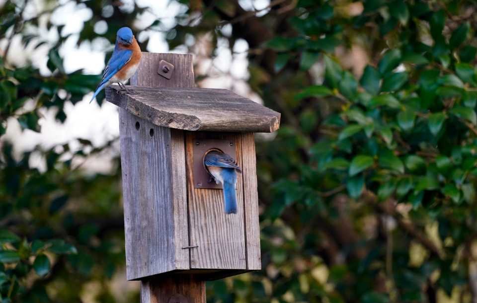 A pair of Eastern Bluebirds collecting materials to build a cozy nest in a nesting box.