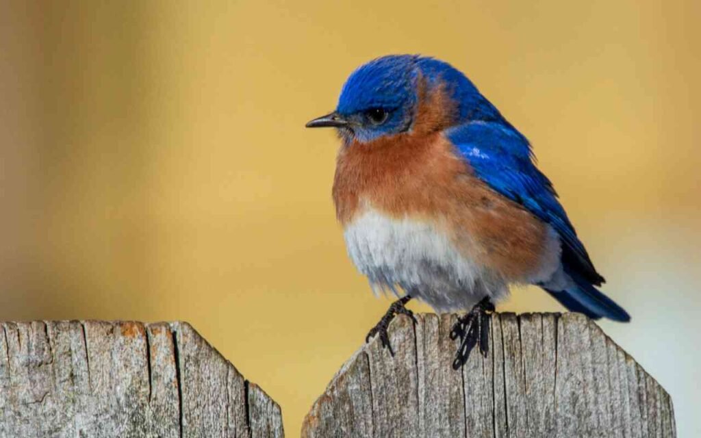 An Eastern Bluebird perched on a backyard wooden fence.