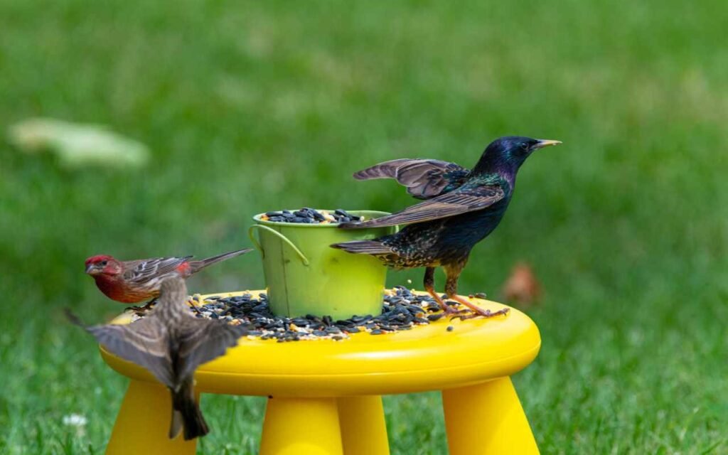 A European Starling bullying smaller birds at a feeding station.